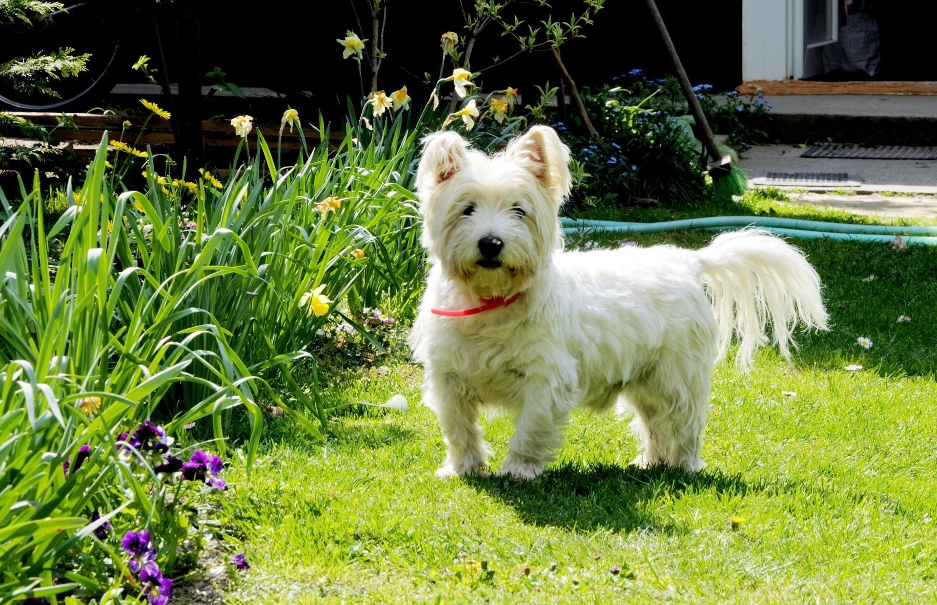 West highland white terrier: biały duszek szkockich gór
