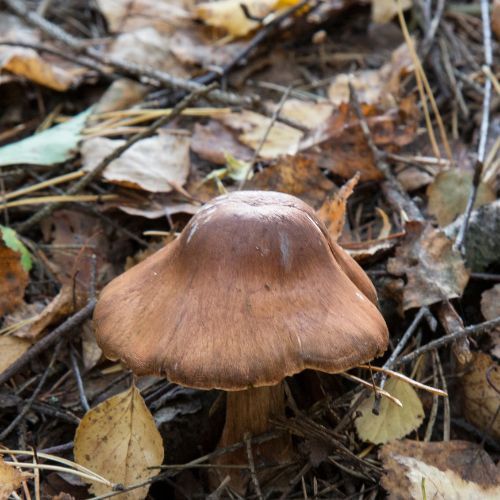 Zasłoniak rudawy (Cortinarius rubellus). Fot. Anna Nelidova/Getty Images.jpg