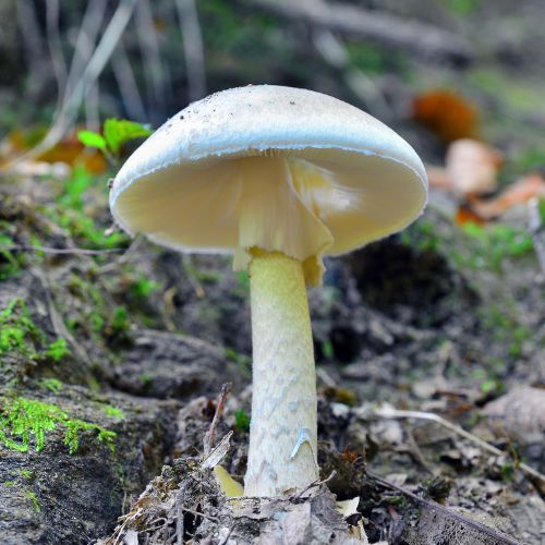 Muchomor sromotnikowy (Amanita phalloides) Fot. empire331/Getty Images Pro.jpg