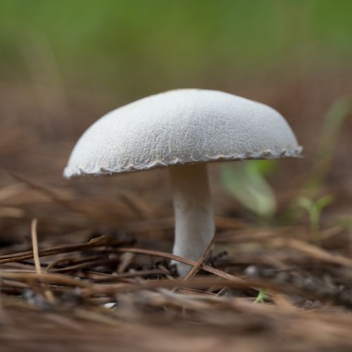 Muchomor wiosenny (Amanita verna). Fot. Aitor Espana Perez/Getty Images.jpg