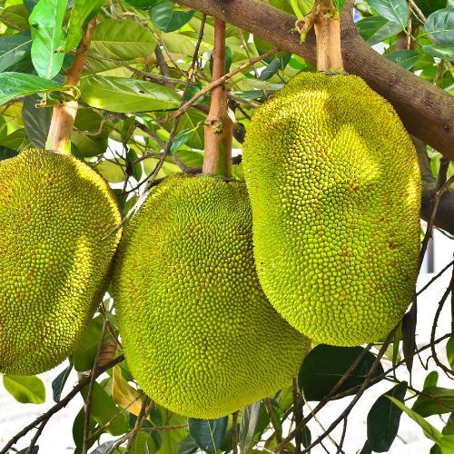 Jackfruit chlebowiec Fot. raweenuttapong/Getty Images.jpg