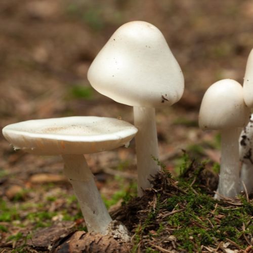 Muchomor jadowity (Amanita virosa) Fot. dabjola/Getty Images.jpg
