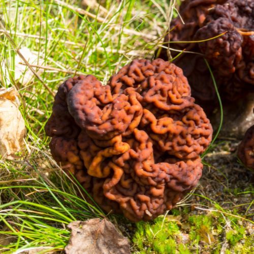 Piestrzenica kasztanowata (Gyromitra esculenta). Fot. ezp/Getty Images.jpg