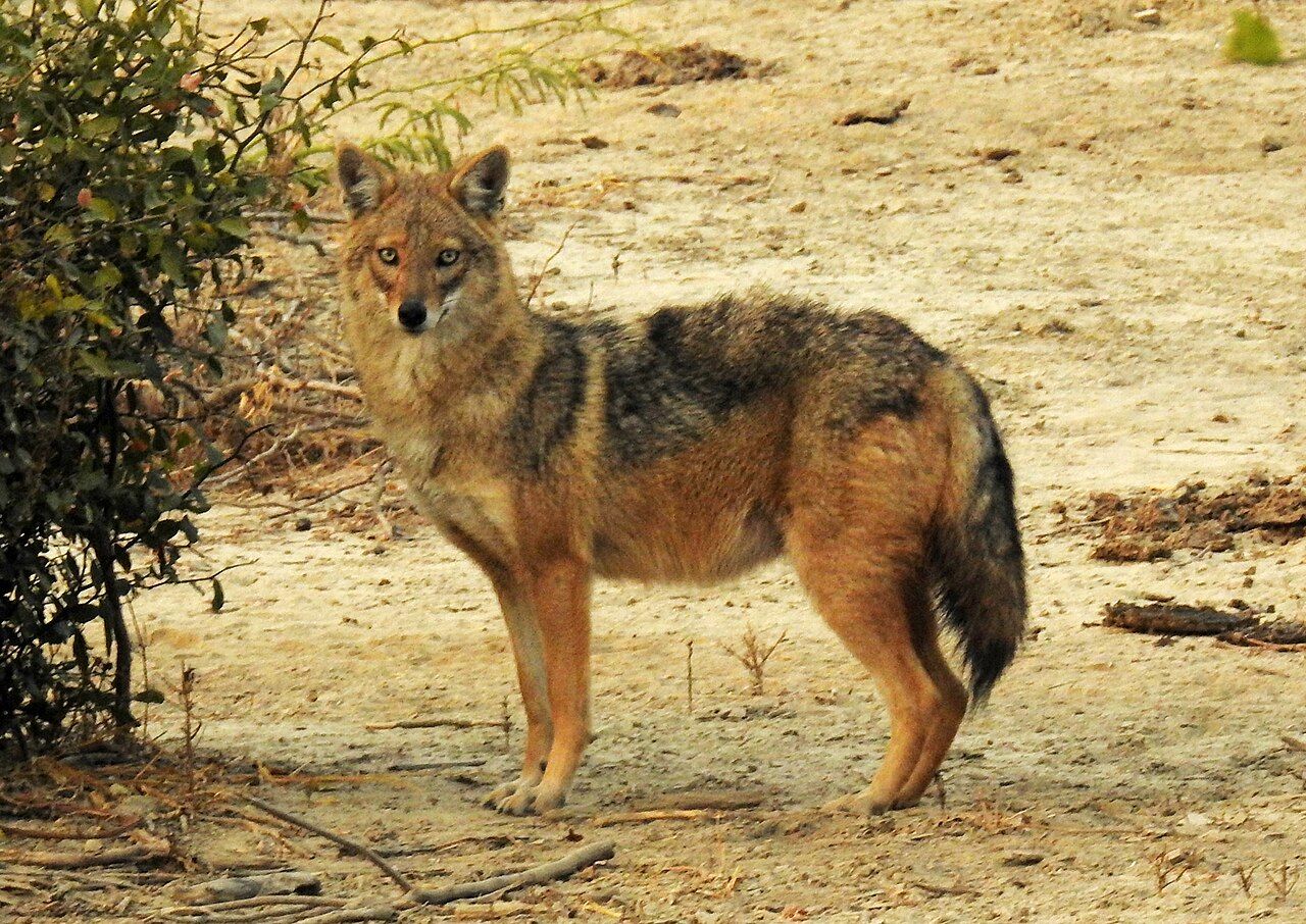 Golden_Jackal_Canis_aureus_by_Dr._Raju_Kasambe_DSCN7186_(16).jpg