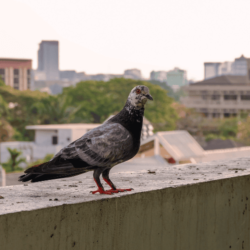 Gołębie na balkonie (1).png