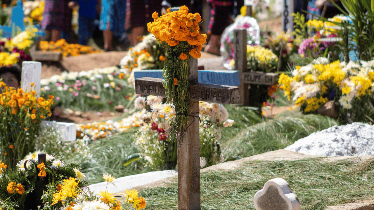 Zapomnij o innych kwiatach na Wszystkich Świętych. Te są teraz modne i przetrwają całą zimę