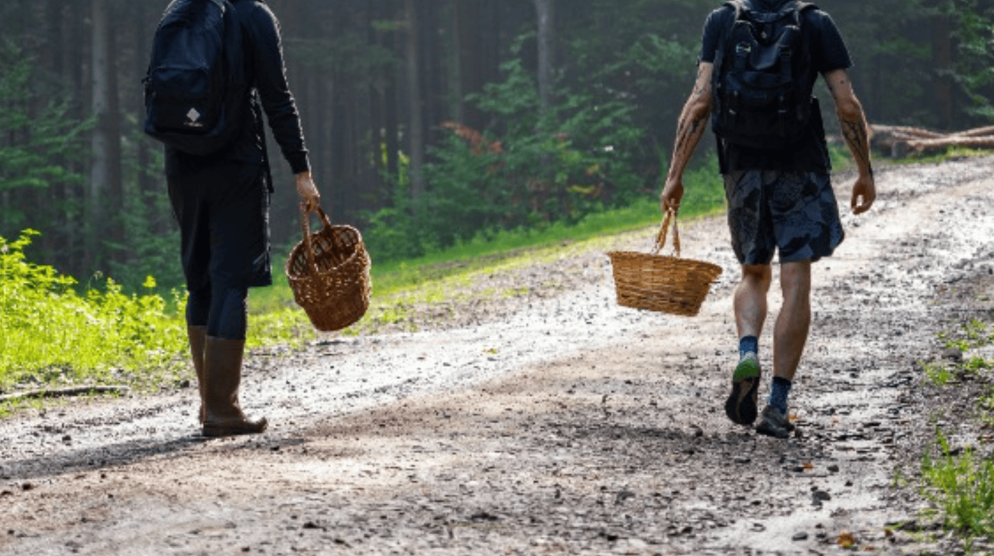 Poszedł na grzyby, nie żyje. Policja po kilku dniach znalazła ciało