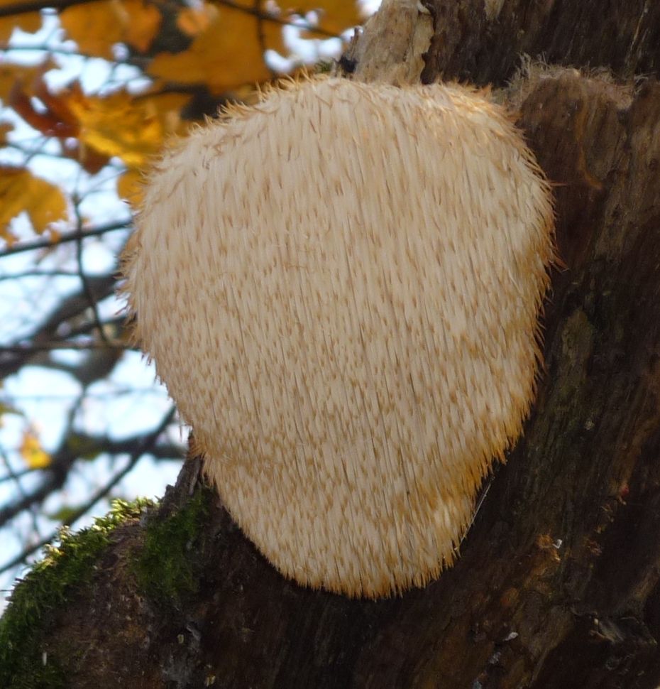 Hericium_erinaceus.jpg