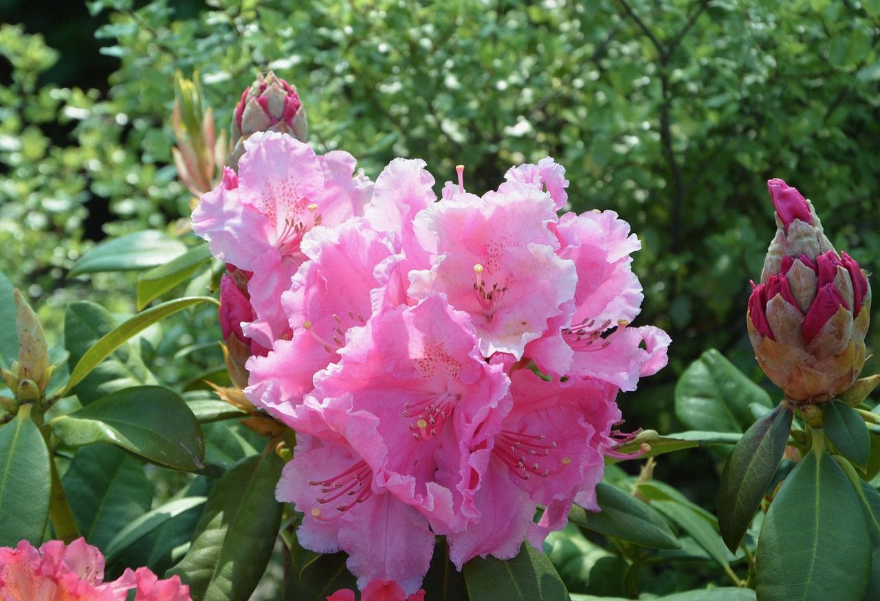 rododendron