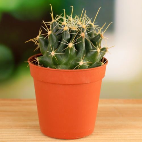 Jak dbać o kaktusa w domu poprawnie.jpg
