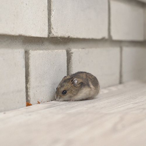 Jak pozbyć się myszy z domu 2.jpg