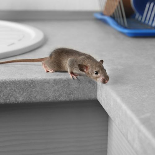 Jak pozbyć się myszy z domu.jpg
