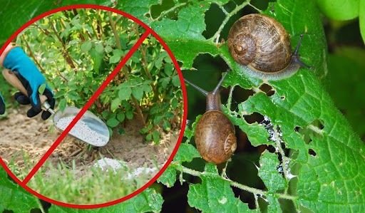 Jak pozbyć się ślimaków z ogrodu?