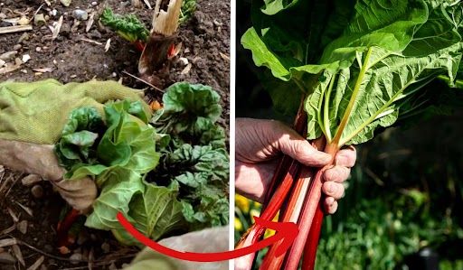 Jak sadzić rabarbar?
