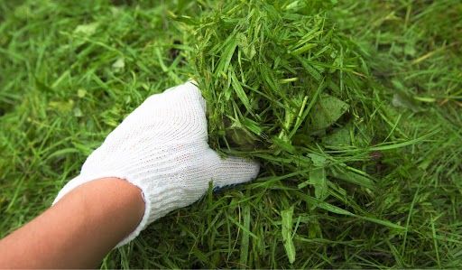 Jak wykorzystać skoszoną trawę?