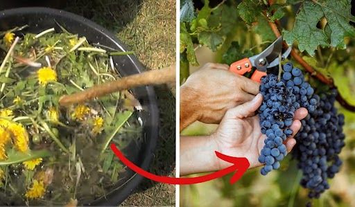 Jak zwiększyć zbiory winogron