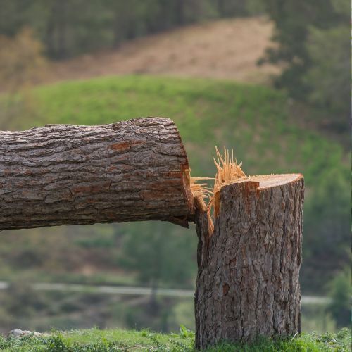 Jakie są kary za wycinanie drzew w Polsce.jpg