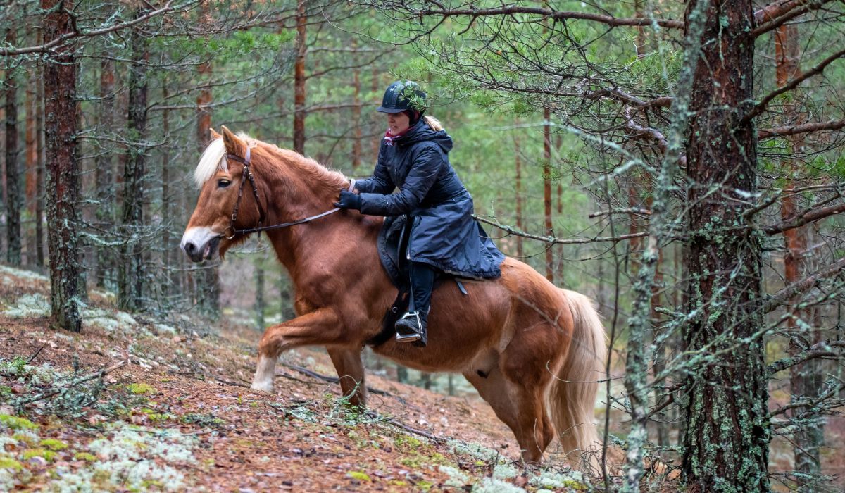 Kobieta na koniu w lesie