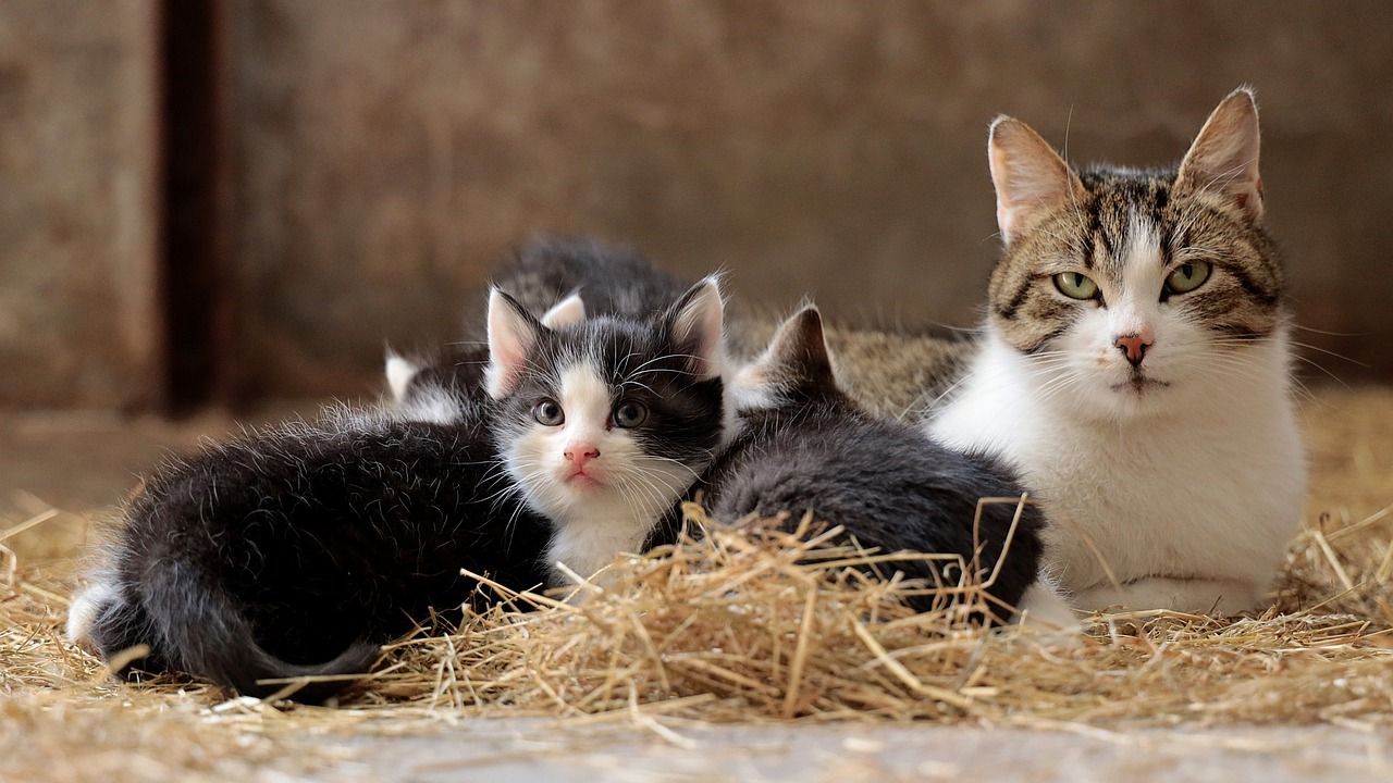 Poród u kota – wszystko co musisz o nim wiedzieć