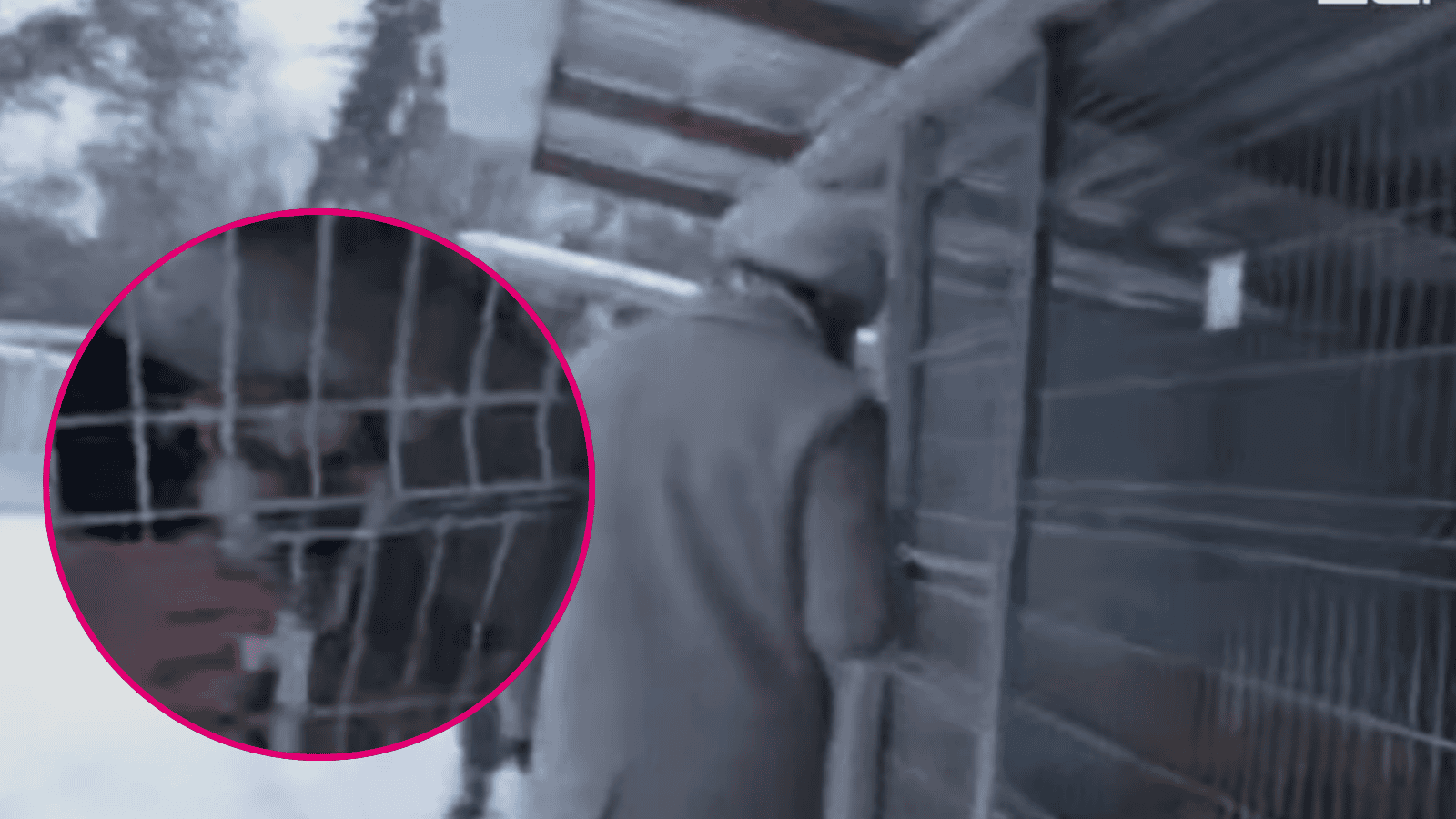 Z OSTATNIEJ CHWILI! Nowe doniesienia w sprawie dramatycznej sytuacji schroniska w Sobolewie