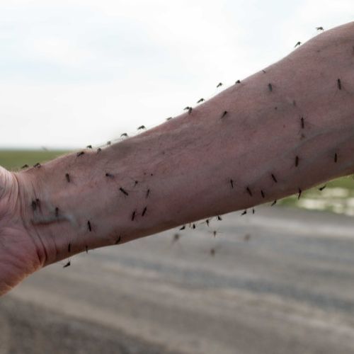 Komary na ręce człowieka