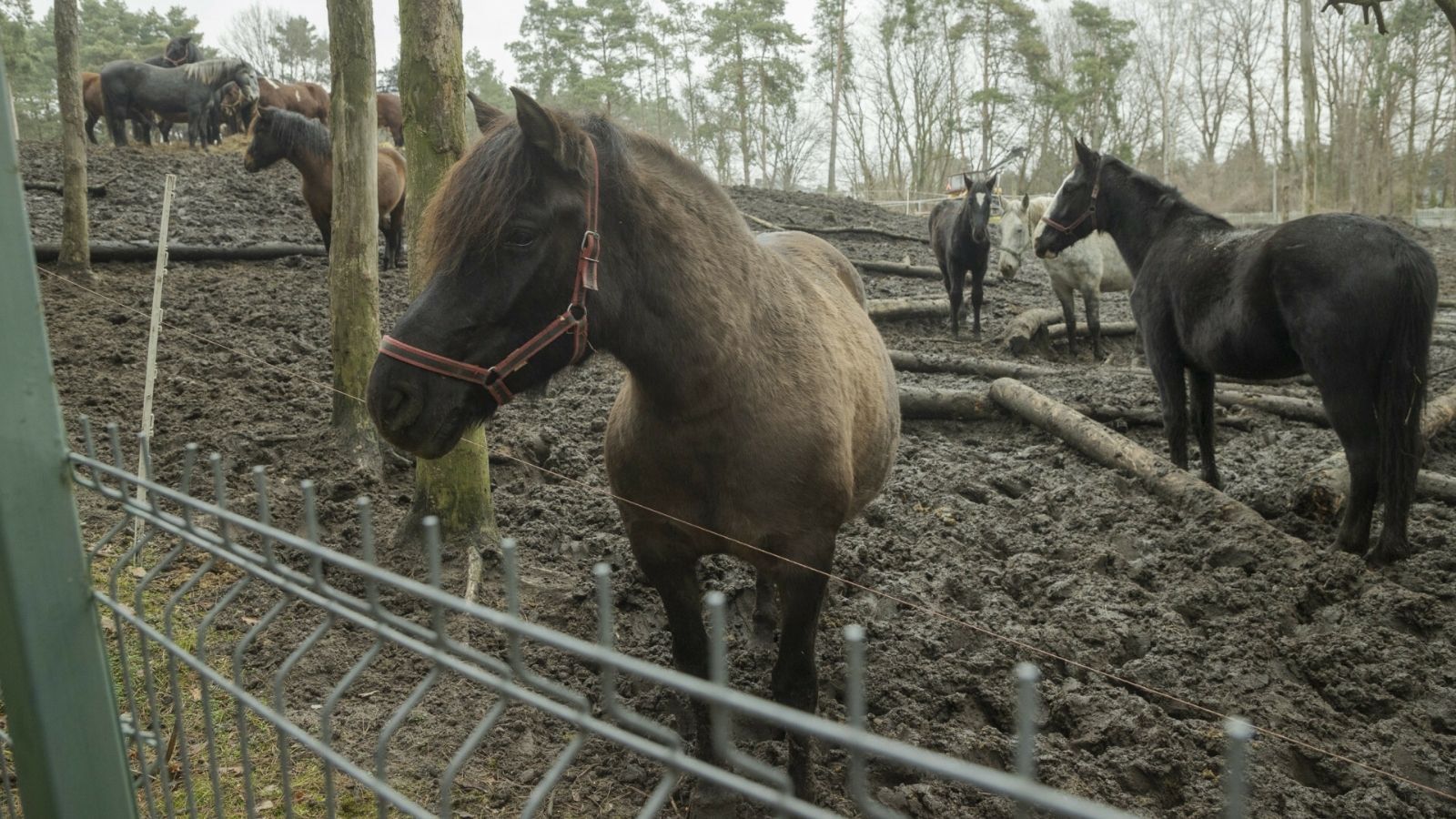 Płonie stadnina koni! Z żywiołem walczy 13 oddziałów straży