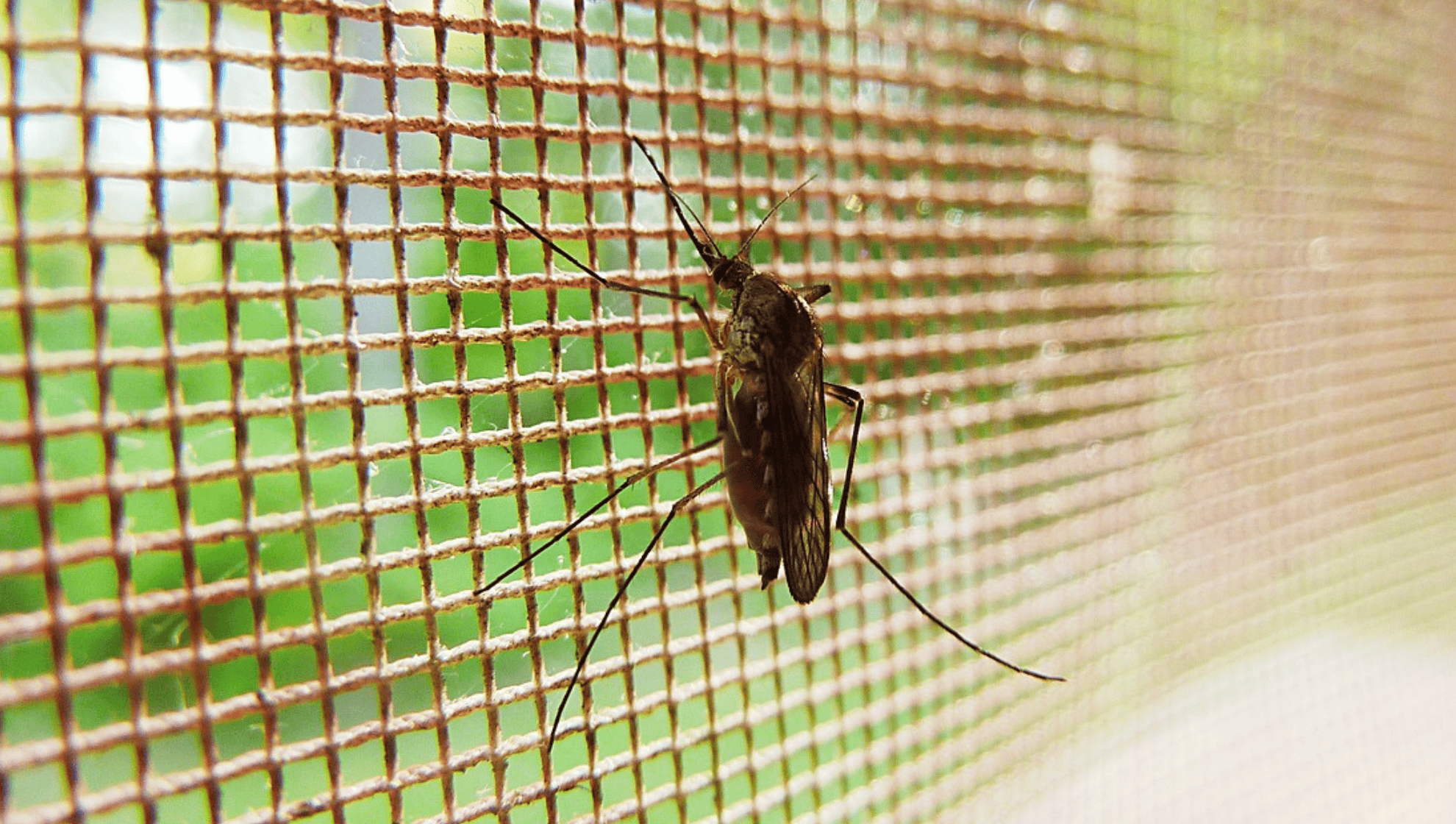 komar moskitiera