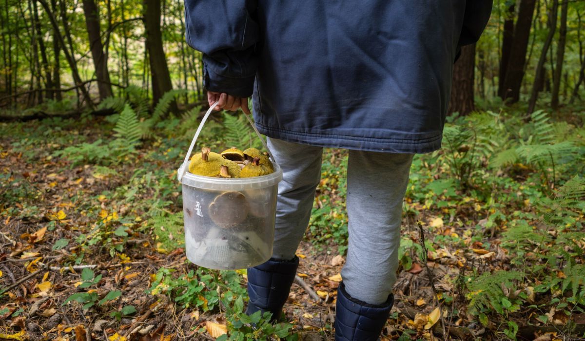 Zbierają "leśne kalafiory" i smażą na maśle. Smakują, że palce lizać