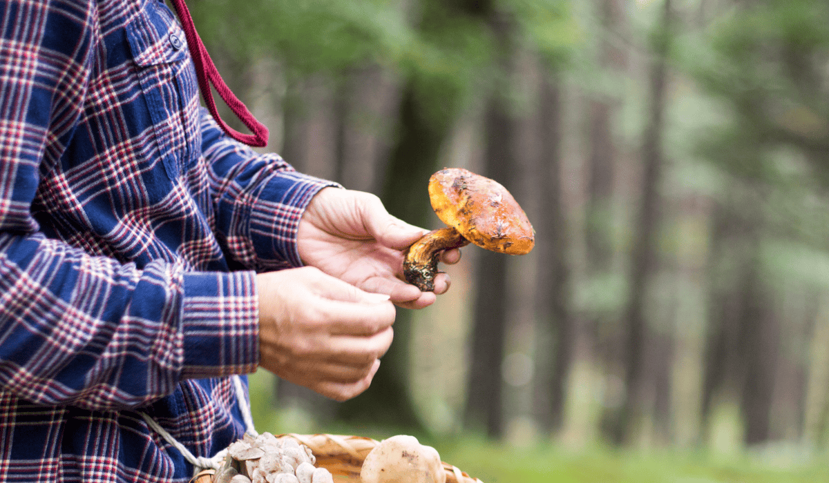 Na grzybobranie nie jest za późno. Te grzyby znajdziesz w listopadzie