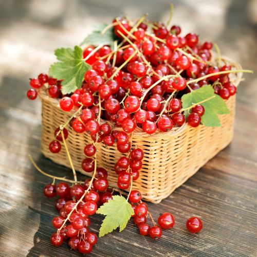 Rosną w Polsce na potęgę. Zwalczają reumatyzm i czyszczą jelita jak miotełka