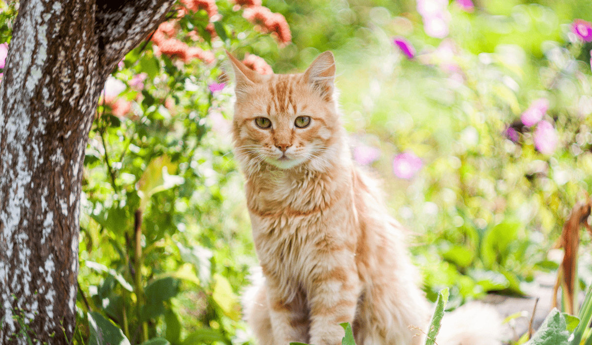 Kot w ogrodzie obserwuje.png