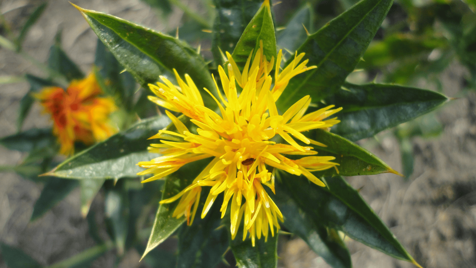 Pij łyżkę dziennie. Ten niepozorny olej zbija cholesterol i chroni serce