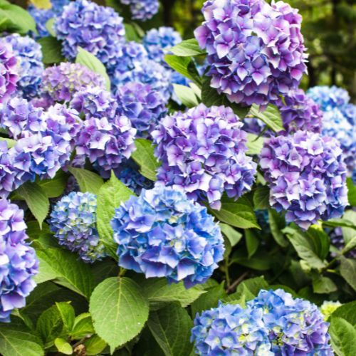 Wymieszaj z wodą i cukrem i podlej hortensje. Latem obsypią kwiatami