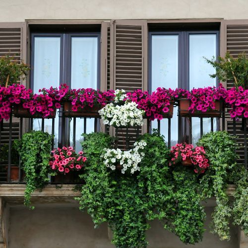 Kwiaty na balkonie.jpg