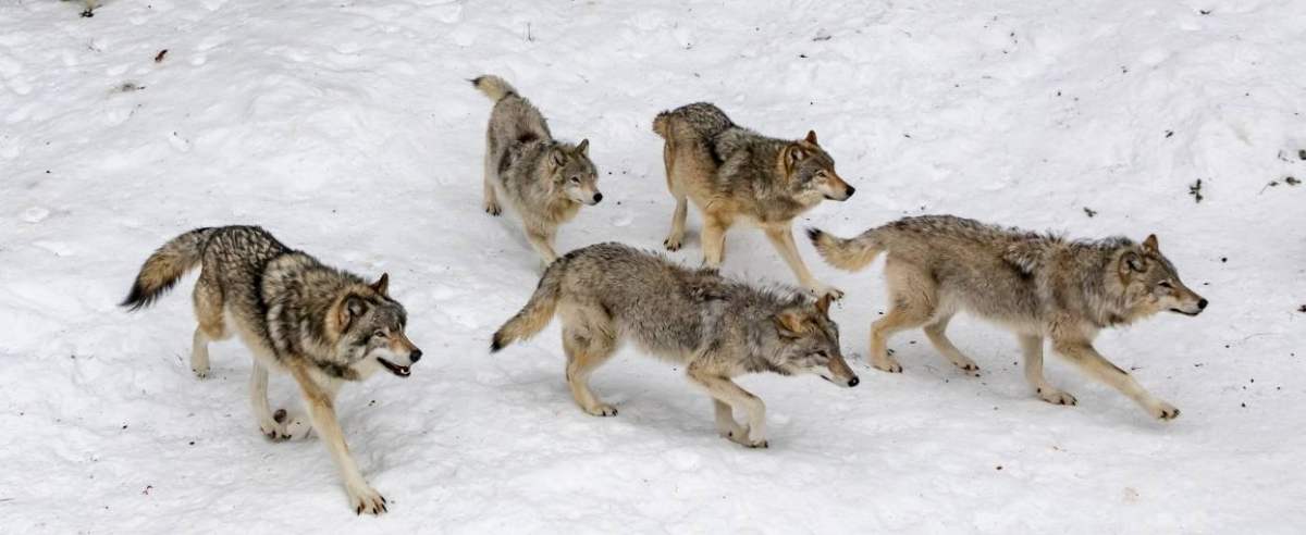 wilki na śniegu