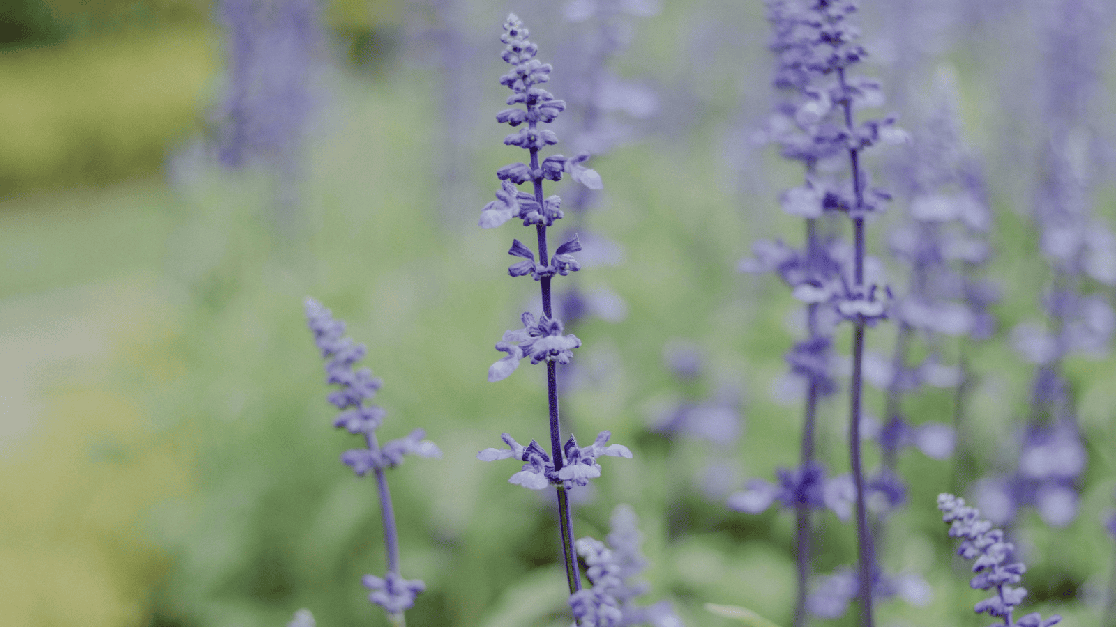 Rozsyp to w ogrodzie w kwietniu. Kleszcze będą omijać działkę szerokim łukiem