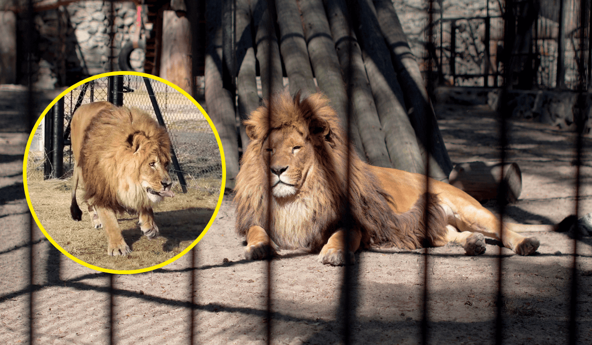 Lew Ruben został uratowany z opuszczonego zoo