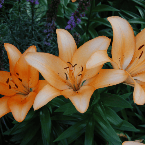 Lilie w ogrodzie.png