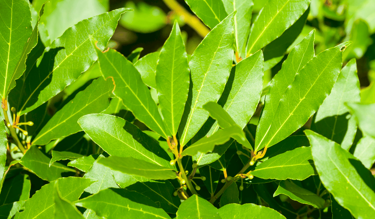 Zielone liście laurowe