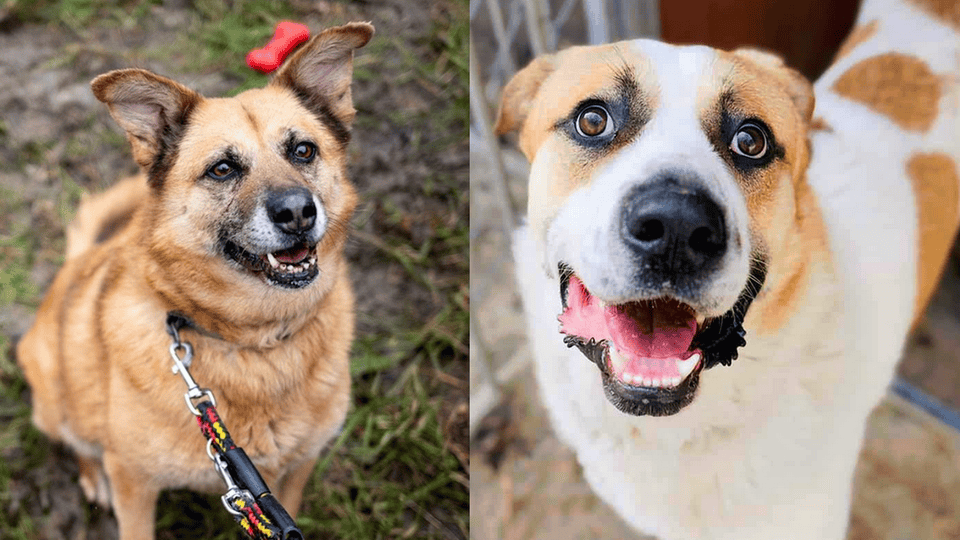 Zwierzęta zmieniają nasze życie na lepsze – Mars Polska wspiera programy adopcyjne, edukacyjne i terapeutyczne 