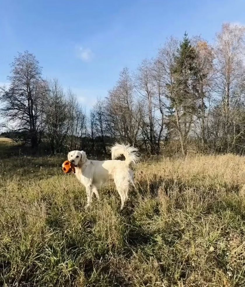 Aresztowali popularną polską influencerkę. Ludzie donieśli, co robiła swoim zwierzętom