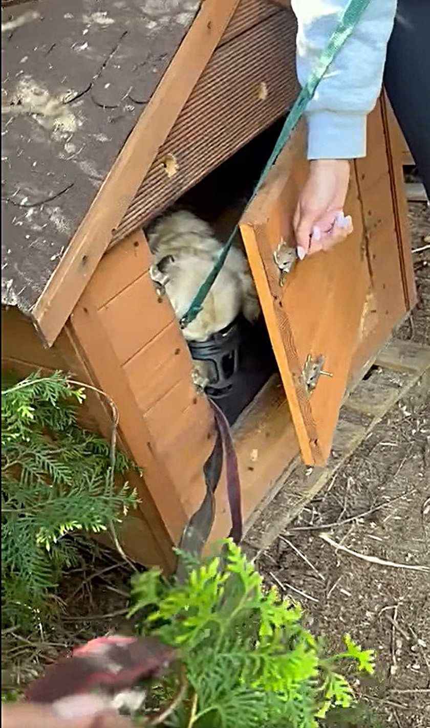 Aresztowali popularną polską influencerkę. Ludzie donieśli, co robiła swoim zwierzętom