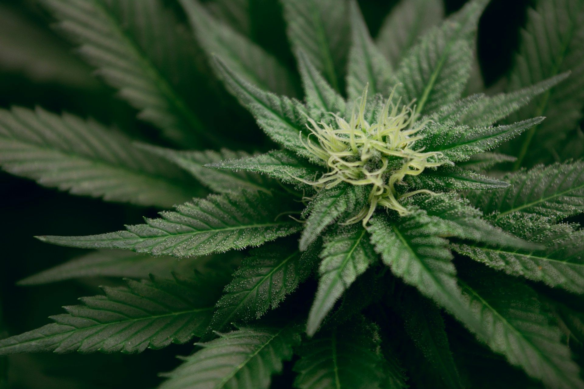 Marihuana