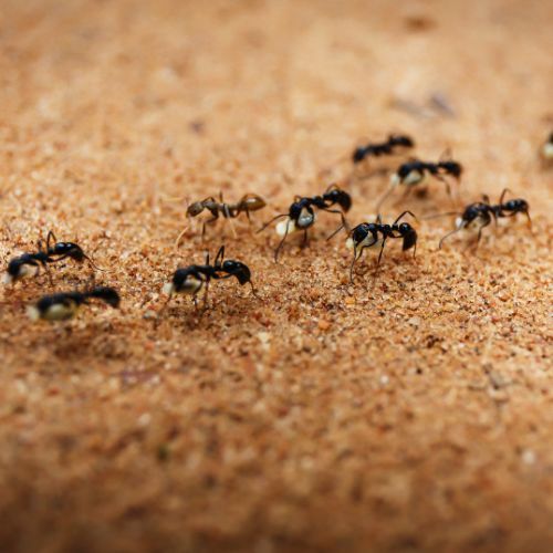 Mrówki 