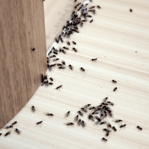 Mrówki w domu.png