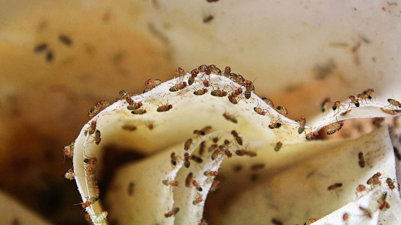 Domowy sposób na muszki owocówki, mrówki i robaki