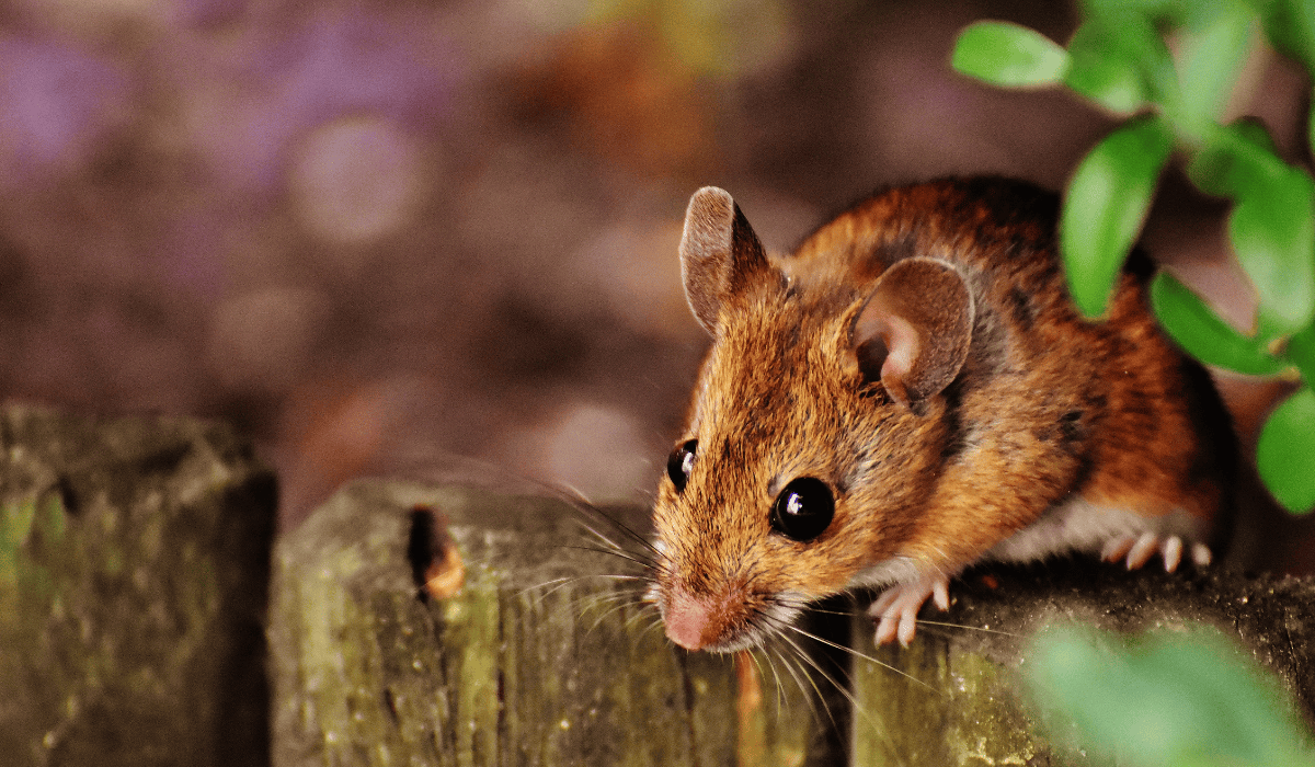 Mysz w ogrodzie.png