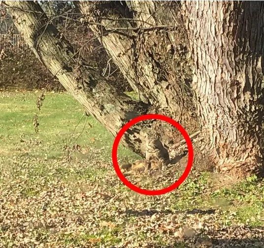 Na zdjęciu ukrył się kot, widzą go tylko najbardziej spostrzegawcze osoby. Fot Reddit.jpg