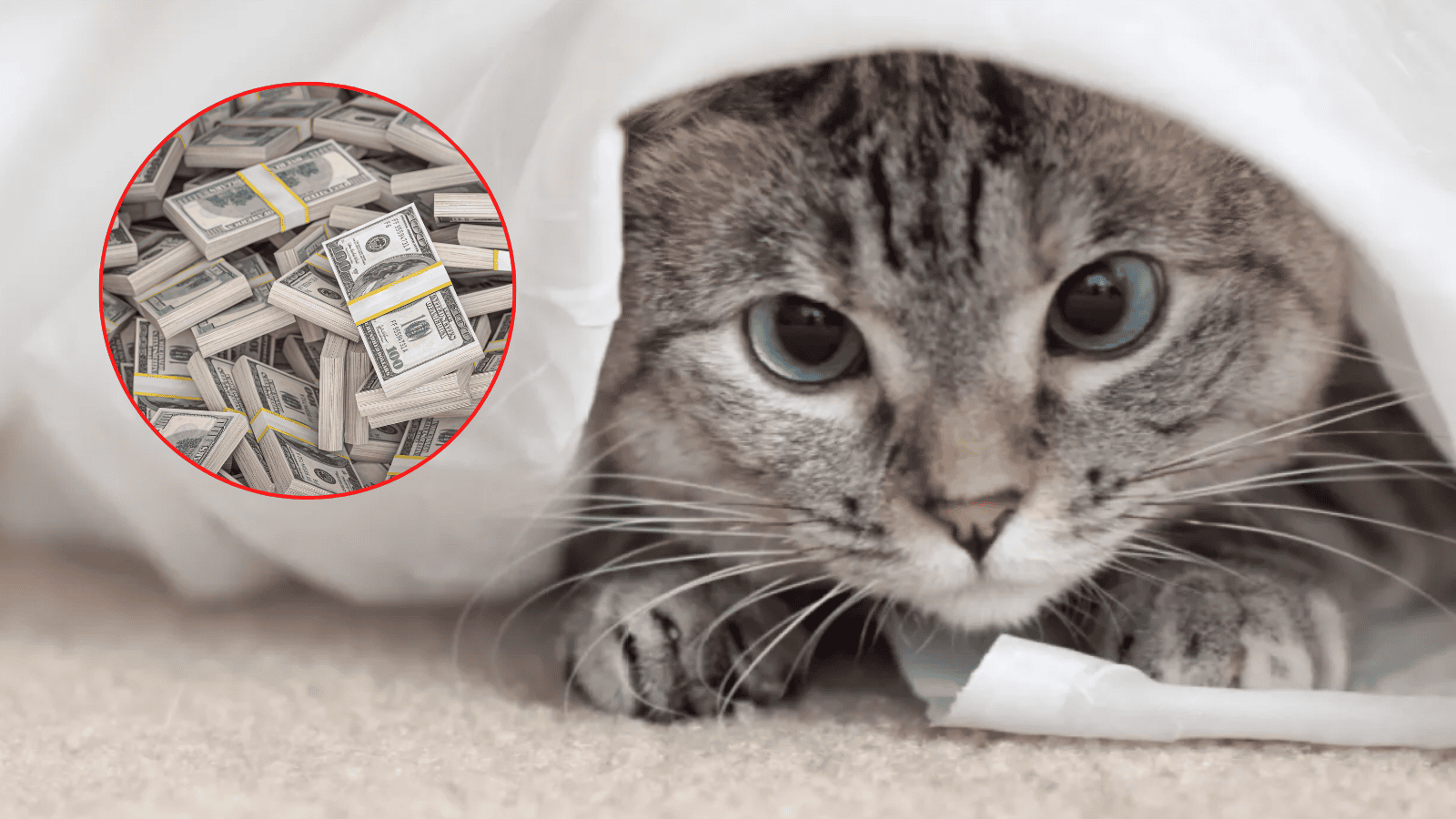 Nala Cat - najbogatszy kot świata