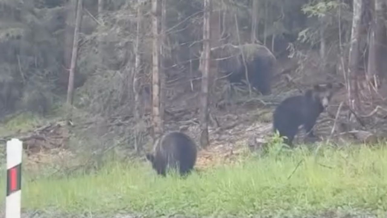 Niedźwiedzie w Tatrach